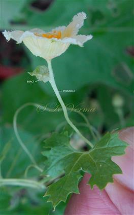  Male Flower (Lateral view)